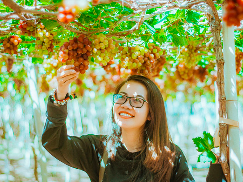hái nho_du lịch 