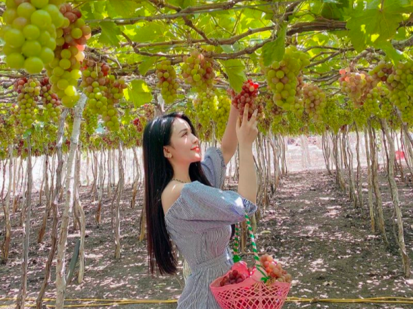 Vườn nho_du lịch