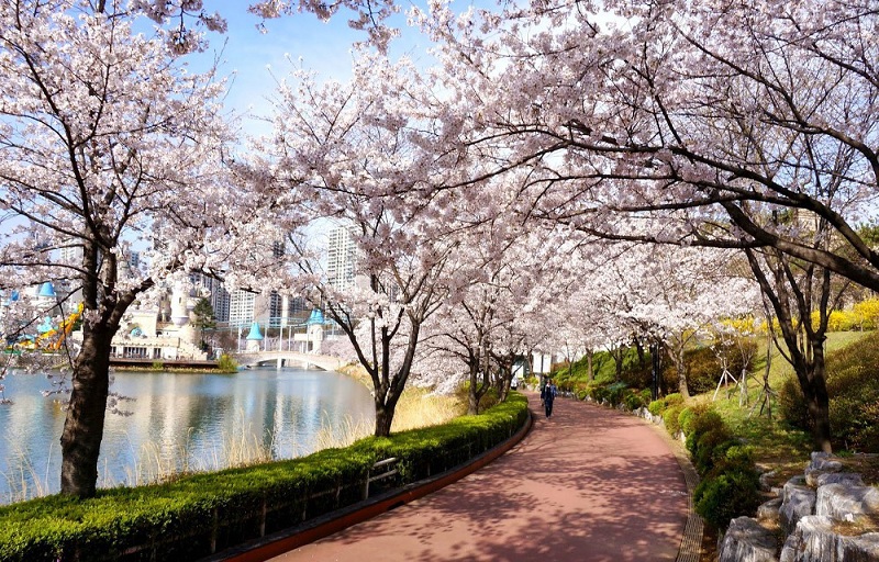 Con đường ngắm hoa anh đào đẹp nhất ở thành phố Seoul