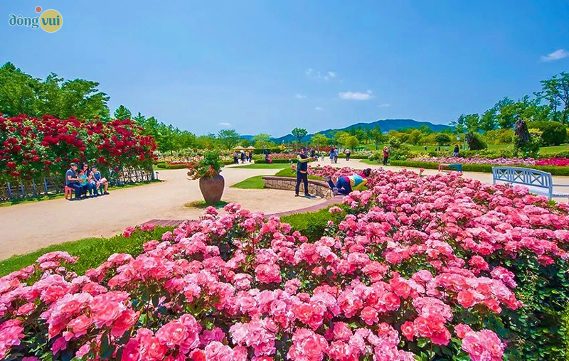 Lễ hội hoa hồng tại Gangwondo
