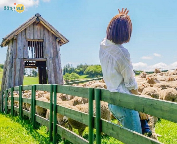 Khung cảnh Daegwallyeong Wind Village toát lên được vẻ bình yên