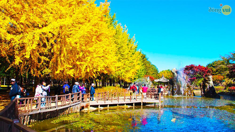 Mùa thu là thời điểm đẹp nhất trên đảo Nami với những hàng cây thay lá vàng