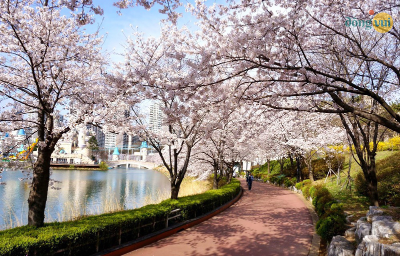 Ngắm hoa anh đào ở hồ Seokchon là một trải nghiệm tuyệt vời