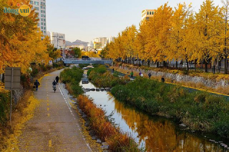 Những con đường nhuộm vàng bởi màu lá ở thành phố công nghệ Daejeon Hàn Quốc