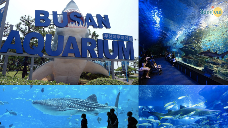 Thế giới đại dương mênh mông tại viện hải dương Busan Aquarium