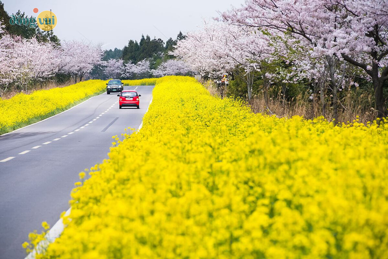 Cánh đồng hoa cải vàng tươi đẹp trên đảo Jeju