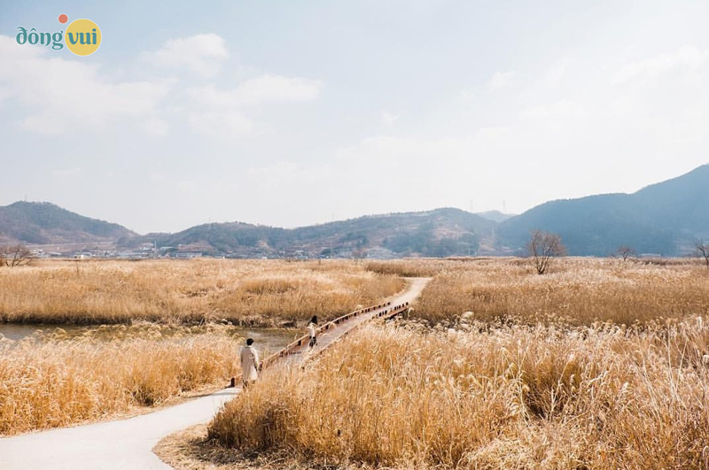 Vịnh Suncheon vào mùa thu có cánh đồng lau bạt ngạt màu vàng
