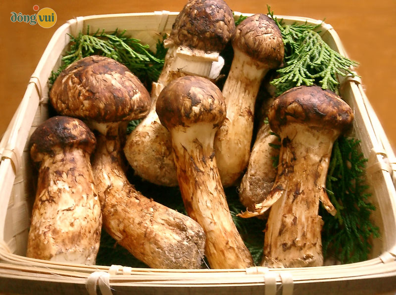 Nấm thông - thực phẩm là ở Hàn Quốc vào mùa thu mọi người rất hay nấu ăn