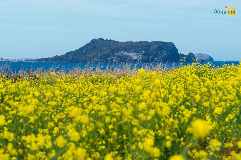Đảo Jeju tháng 9 đầy sắc vàng hoa cải cực đẹp