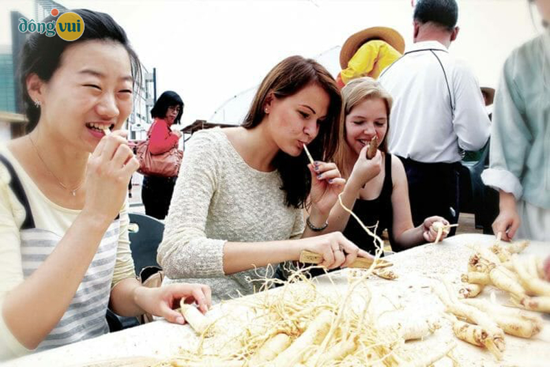 Khi tham gia lễ hội sâm các du khách sẽ được trực tiếp dùng thử