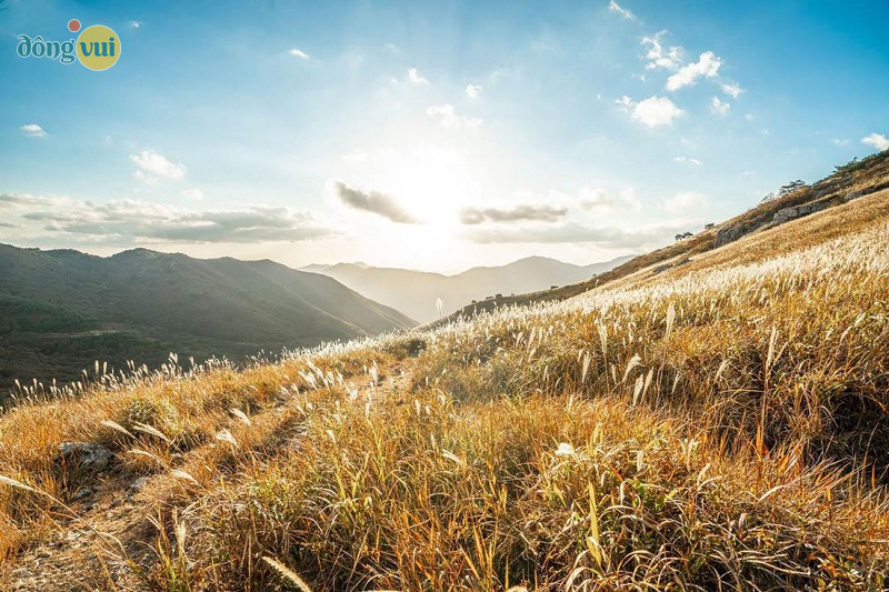 Hình ảnh núi Yeongnam Alps mùa thu được bao phủ 1 màu bạc của lau thơ mộng