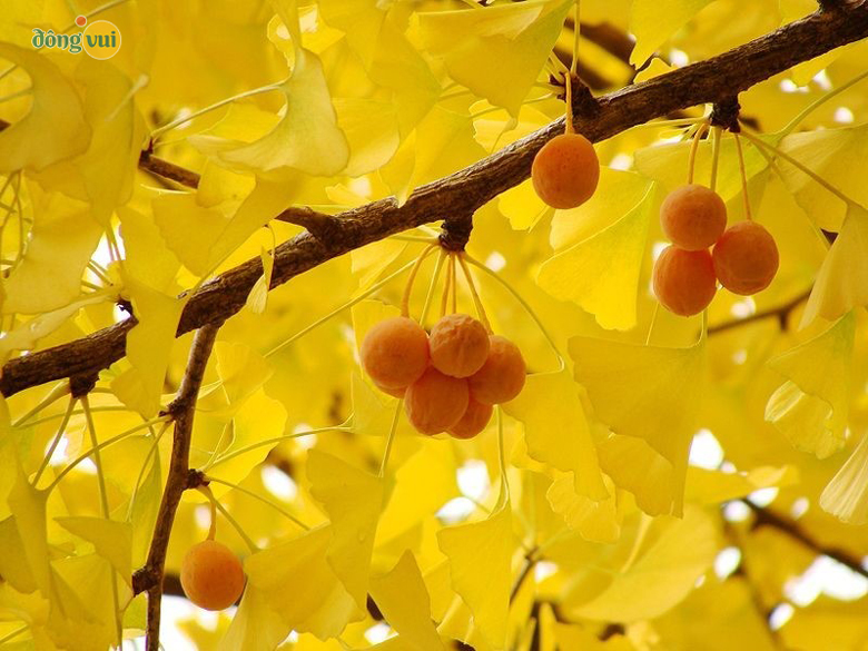 Sắc vàng ươm nổi bật của loài cây ngân hạnh