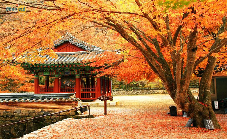 Cây tiêu huyền lãng mạn, cổ điển bên cung viên tại thủ đô Seoul
