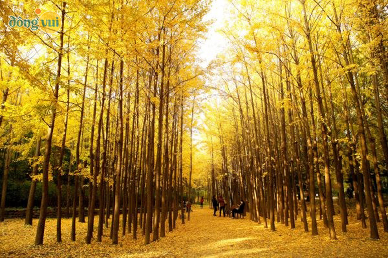 Thành phố Seoul yên bình với sắc vàng óng ả
