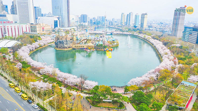 Toàn cảnh hồ Seokchon được bao phủ xung quanh là hàng cây hoa anh đào.