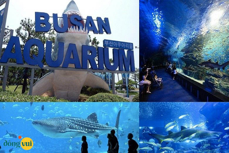 Chìm đắm trong thế giới đại dương chân thật và sinh động trong viện hải dương Aquarium