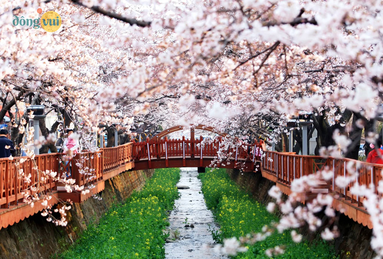 Nét đẹp thơ mộng của Jinhae - gu khiến nhiều du khách mê mẩn