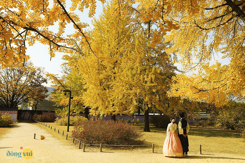 Cảnh sắc vàng rực được tạo nên bởi hàng trăm cây phong ở Gyeongbokgung khiến cho bất cứ ai cũng cảm thấy đẹp, muốn lặng lại để sống ảo