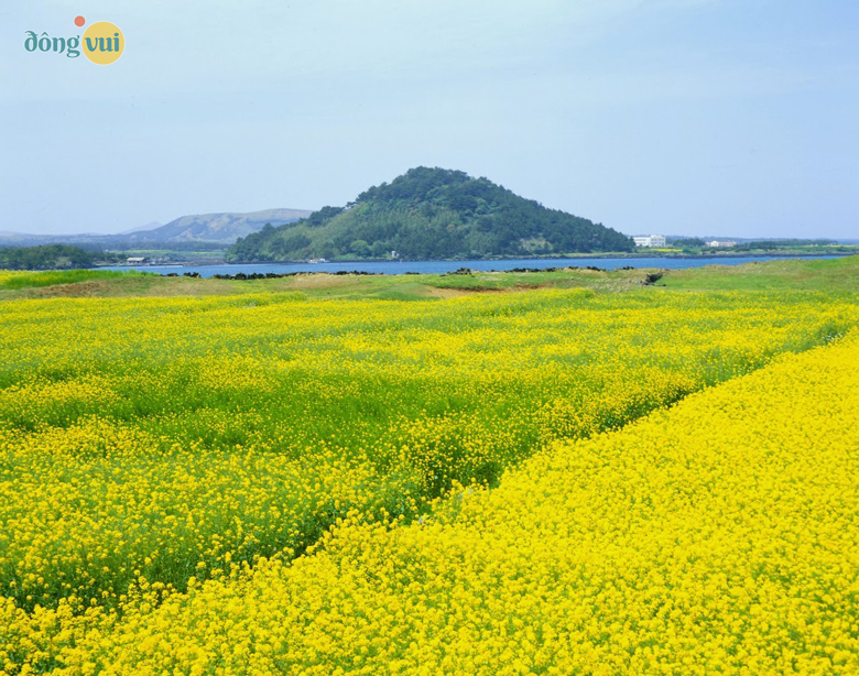 Lễ hội mùa hoa cải vàng ở hòn đảo Jeju
