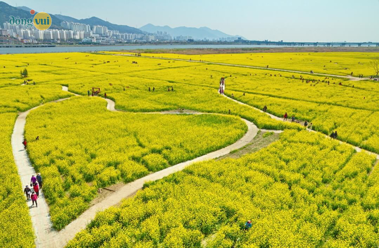 Daejeo, Busan - Cánh đồng cải vàng ở Hàn Quốc đầy thi vị và độc đáo