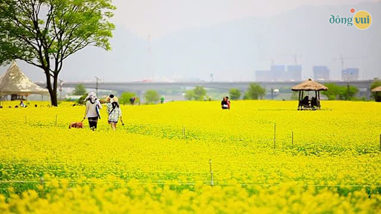Những luống cải vàng ươm khoe sắc giữa tiết trời se lạnh của vùng đất Jeonnam