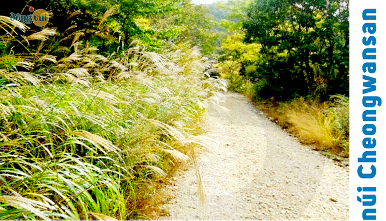 Cỏ lau trên núi Cheongwansan ở Jangheung