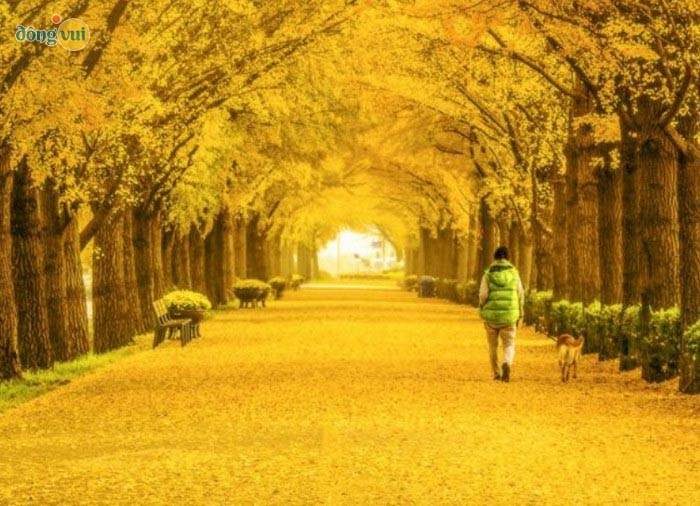 Cảnh đẹp của con đường Hàn Quốc Asan Gingko Tree Road