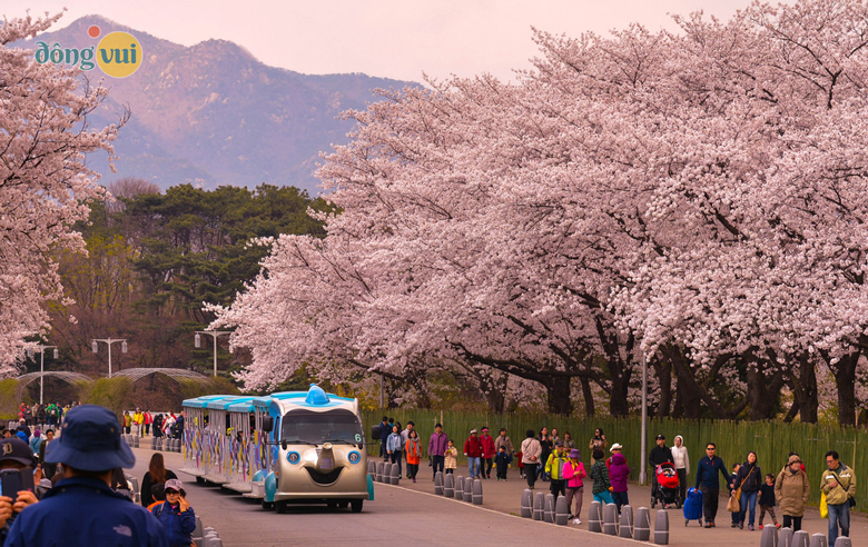 Hình ảnh công viên Seoul Grand vào mùa xuân hoa anh đào nở rộ 