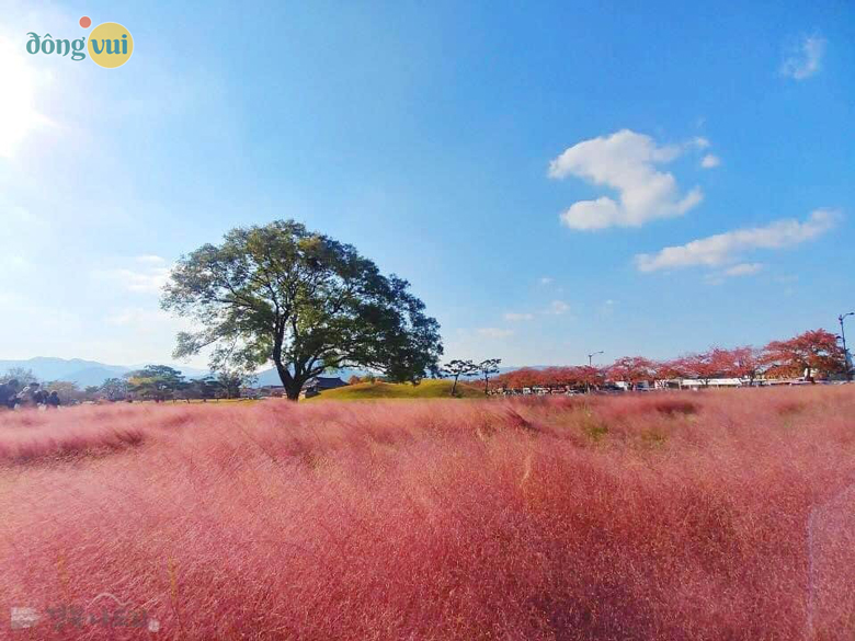 Hình ảnh cánh đồng cỏ hồng Muhly bạt ngàn ở đài thiên văn Cheomseongdae