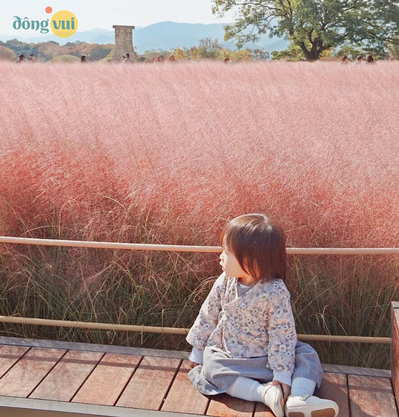 Hình ảnh bé gái dễ thương checkin bên cánh đồng cỏ hồng rực rỡ sắc màu