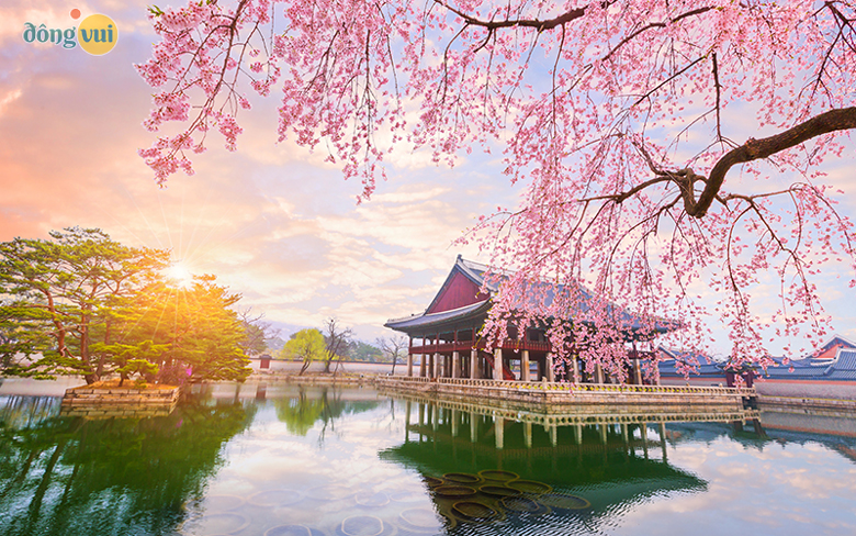 Khung cảnh cung điện vào mùa hoa anh đào