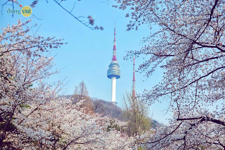 Bức ảnh chụp nhìn từ phía hàng cây hoa anh đào công viên Namsan lên đỉnh tháp N Seoul