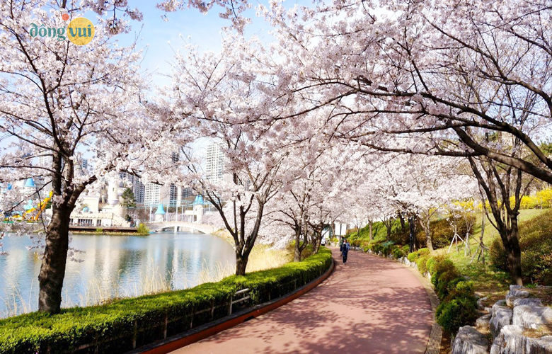 Con đường lãng mạn ven hồ Seokchon nở rợ sắc hồng của hoa anh đào vào mùa xuân tháng 4