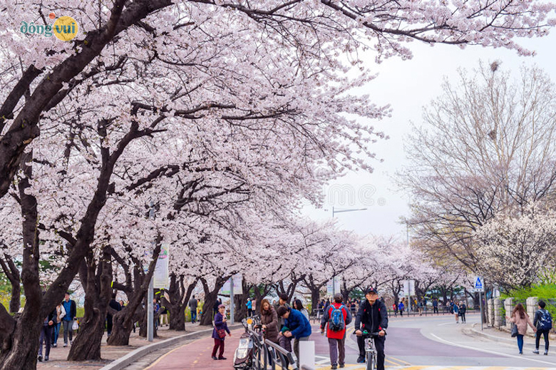 Đảo cát lớn Yeouido mùa hoa anh đào mỗi năm đón tiếp rất nhiều khách nhờ khung cảnh thiên nhiên như bức tranh