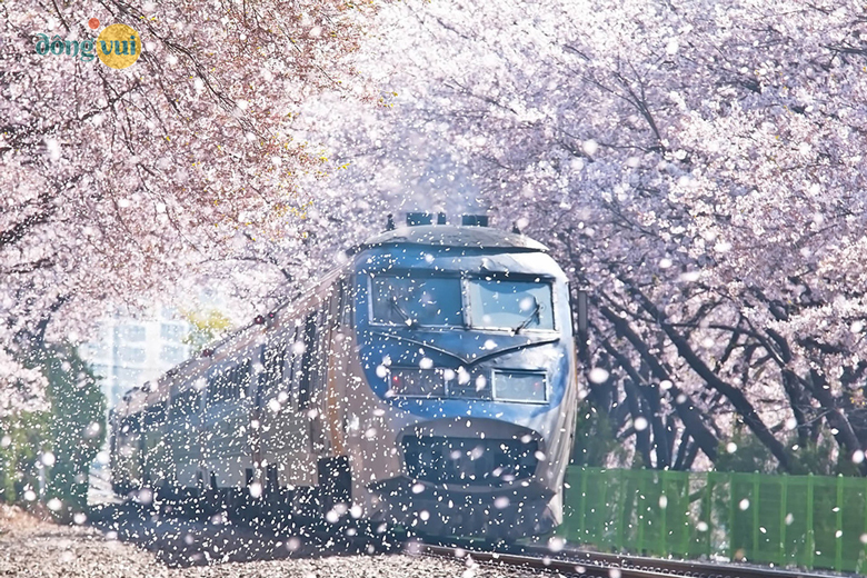 Hình ảnh tàu chạy qua Jinhae đi chậm tạo nên 1 bức tranh tuyệt đẹp