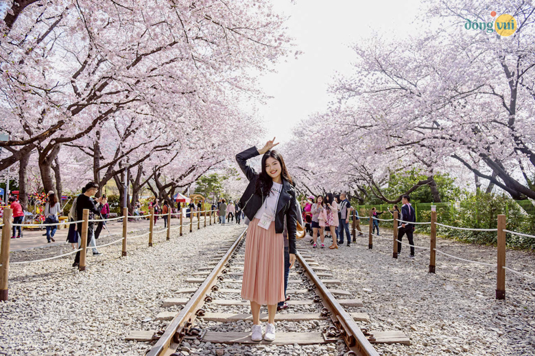Có ngay bức ảnh đẹp lãng mạn, khung cảnh sắc hồng  tại đường ray tàu ở Jinhae 