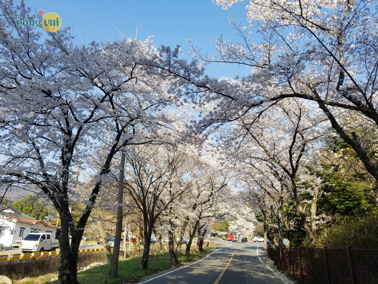 Bất kể đi đâu ở Gyeongju bạn sẽ đều bắt gặp những con đường hoa anh đào tuyệt đẹp