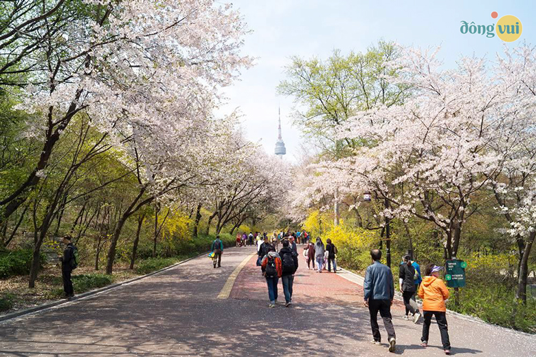 Con đường hoa anh đào trong công viên Namsan