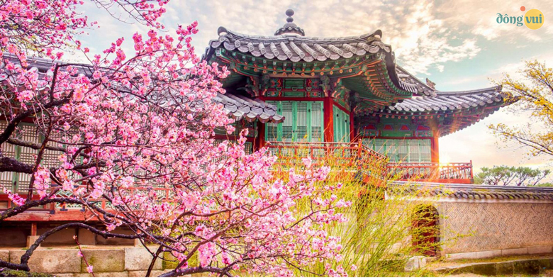 Bức tranh mùa xuân sắc hồng lãng mạn trong cung điện ở Seoul