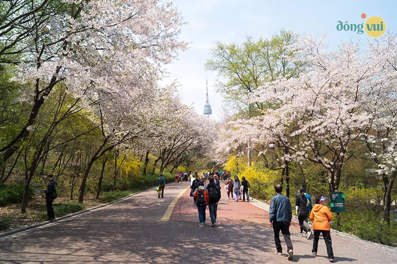 Con đường hoa anh đào thơ mộng, trải dài khắp công viên Namsan 
