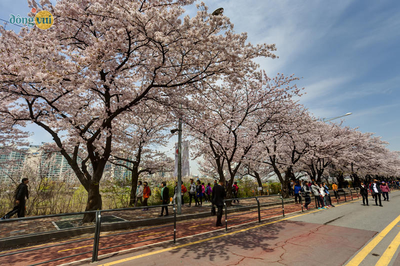 Đường Yeouiseo-ro được biết đến là điểm ngắm hoa anh đào nổi tiếng nhất tại Seoul