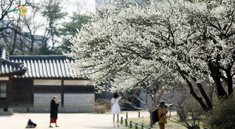 Một góc không gian của cung điện Changgyeonggung vào những ngày xuân