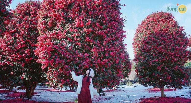 Hình ảnh đồi Camellia bước vào tháng 12 mùa đông