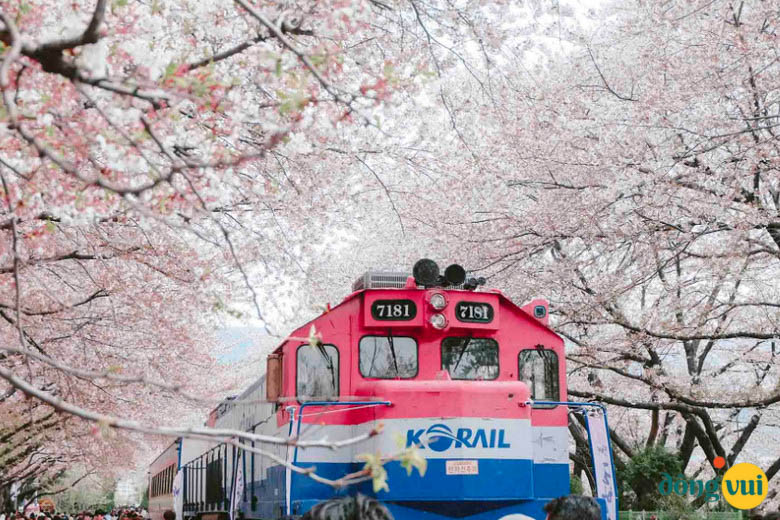 Ngắm hoa anh đào tuyệt đẹp ở Jinhae