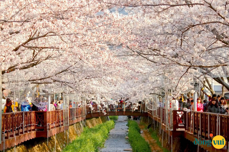 Công viên Yeouido ở bên dòng sông Hàn với hàng hoa anh đào khoe sắc