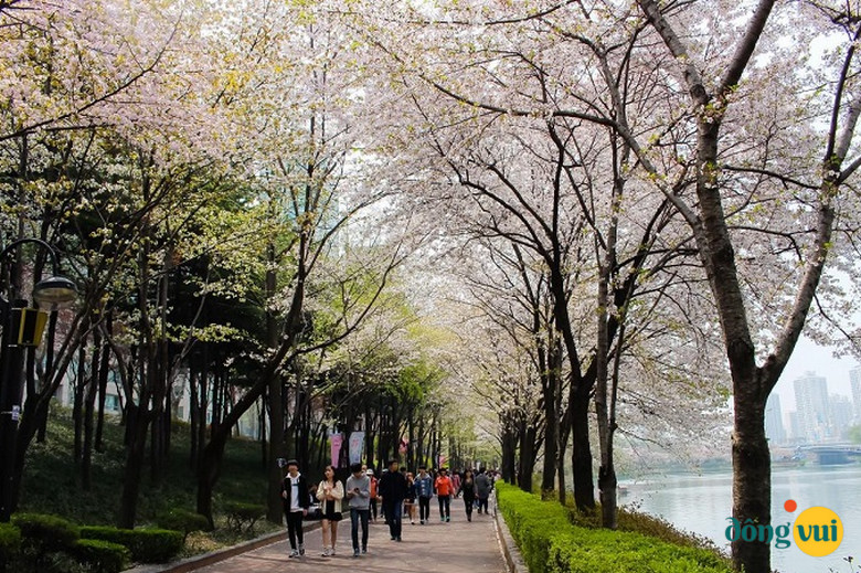 Hoa anh đào trồng quanh hồ Seokchon tạo ra khung cảnh lãng mạn, nên thơ