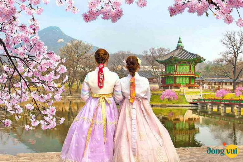 Lễ hội hoa anh đào ở Jeju