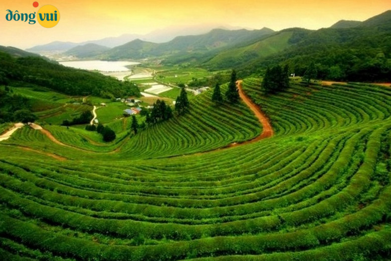 Cánh đồng chè Boseong xanh mướt, mát mắt