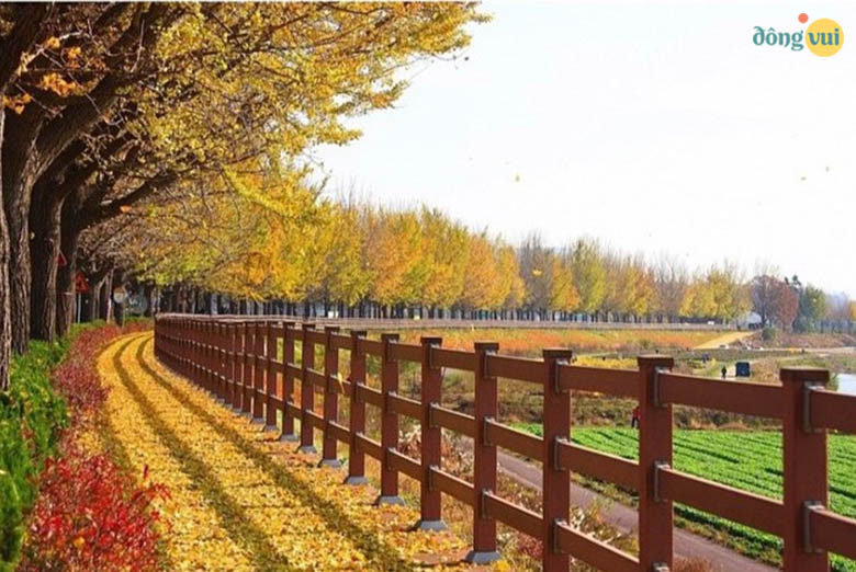Một góc chụp tạo bức tranh thu vàng lãng mạn trên con đường Hyeonchungsa