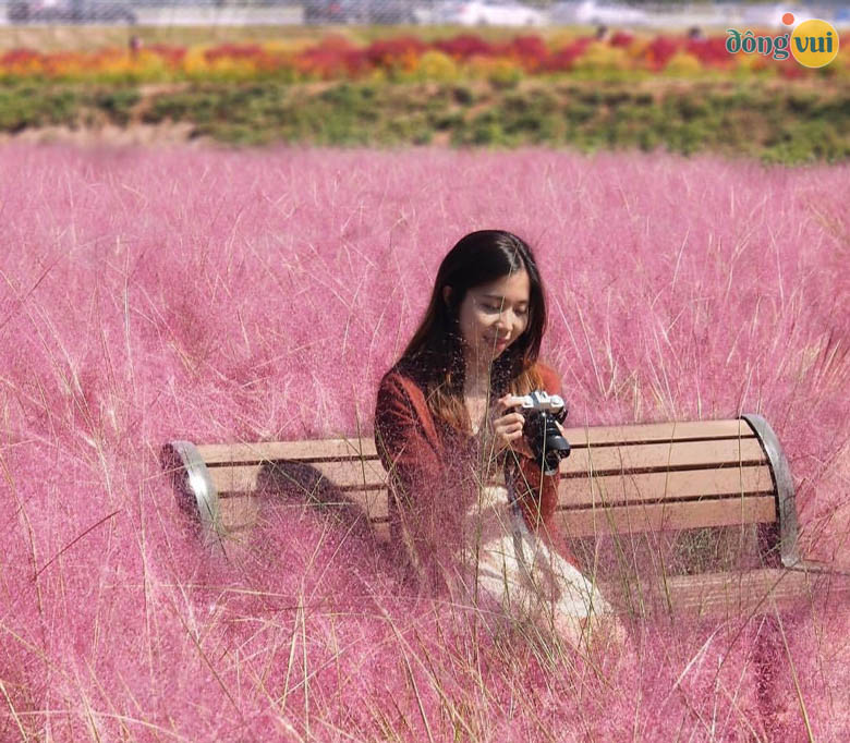 Hòa mình vào khung cảnh thiên nhiên cánh đồng cỏ đỏ của cây Kochia tuyệt đẹp